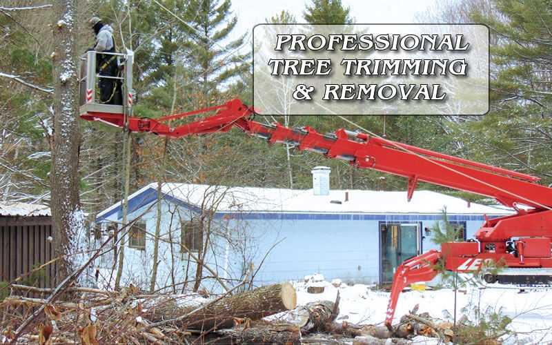Professional Tree Trimming & Removal